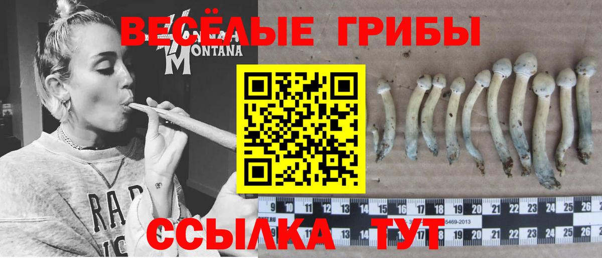 Галлюциногенные грибы Cubensis  Вход с VPN  Псилоцибиновые грибы MAGIC MUSHROOMS  Новоалександровск 